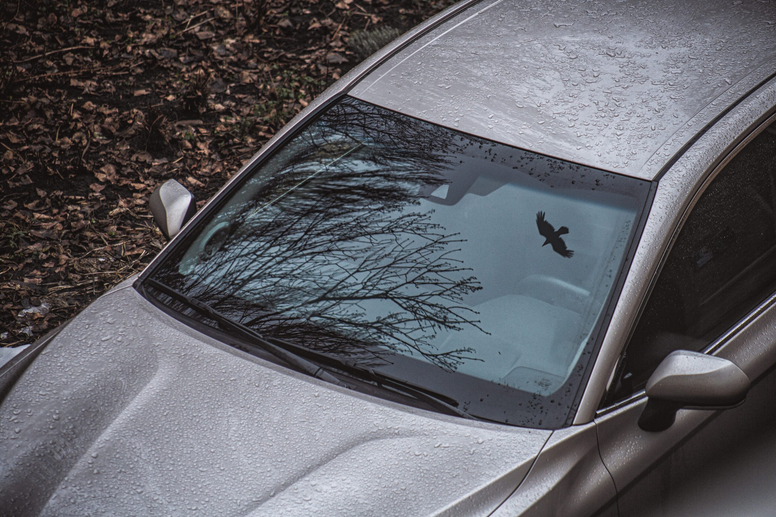A high angle shot of a dry tree and a flying bird reflected on its windscreen